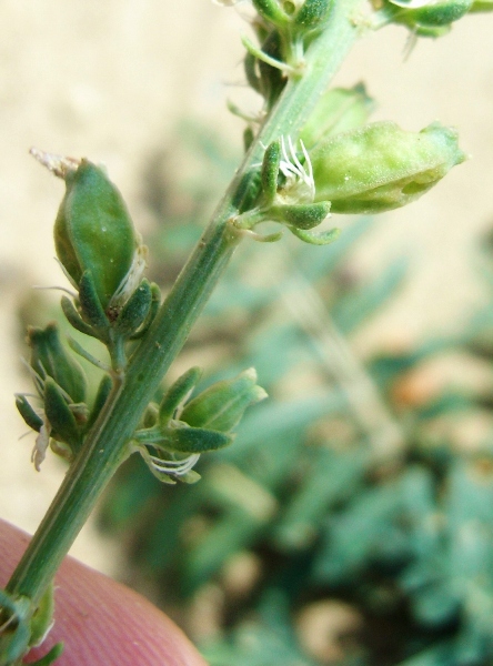 Reseda alba  s.l.